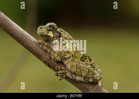 Ein grüner Norden graue Laubfrosch ruht auf einem Ast - Hyla versicolor Stockfoto