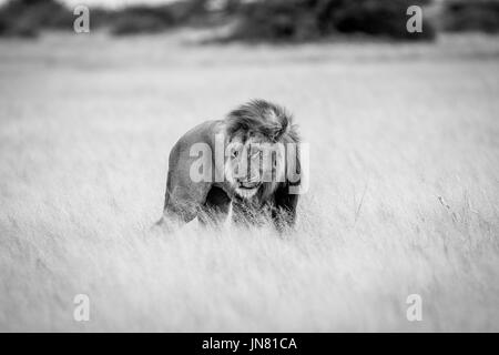 Große männliche Löwen stehen dem hohen Gras in schwarz und weiß in die zentrale Kalahari, Botswana. Stockfoto