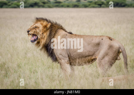 Großen männlichen Löwen tun Flehmen schmerzverzerrtem Gesicht in die zentrale Kalahari, Botswana. Stockfoto