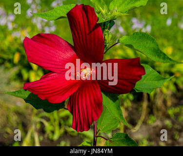 blühende Hibiskus-Blume auf grünem Hintergrund jedoch unscharf Stockfoto