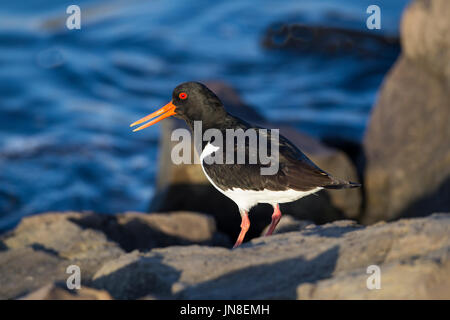 Oyster Catcher Haematopus Ostralegus im Profil auf den Felsen von Abend Sonnenlicht beleuchtet Stockfoto