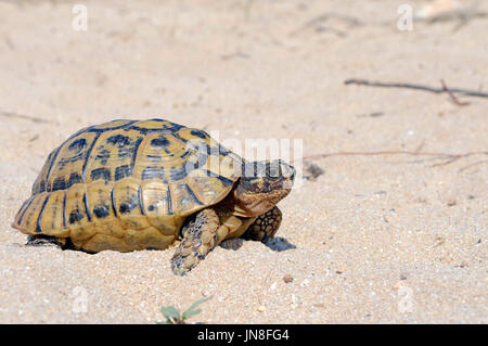 Hermanns Schildkröte (Testudo Hermanni), Torre Seu, Sardinien, Italien Stockfoto