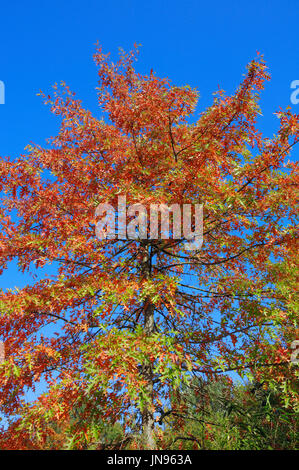 Scarlet Oak in Herbst, North Rhine-Westphalia, Deutschland, Europa / (Quercus Coccinea) | Scharlacheiche Im Herbst Stockfoto