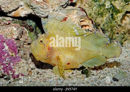 Drachenköpfe Blatt / (Taenianotus Triacanthus) | Schaukelfisch / (Taenianotus Triacanthus) / Taumelfisch Stockfoto