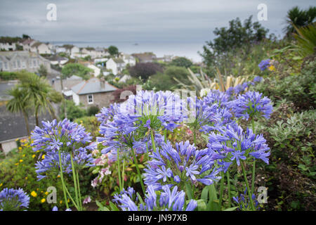 Agapanthus Blumen Hintergrund von Mousehole Dorf und Meer hautnah Stockfoto
