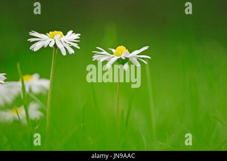Gänseblümchen auf der Wiese, North Rhine-Westphalia, Deutschland / (Bellis Perennis) | Gaensebluemchen, Nordrhein-Westfalen, Deutschland / (Bellis Perennis) Stockfoto