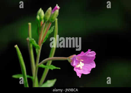 Großen Weidenröschen, Blüte, North Rhine-Westphalia, Deutschland / (Epilobium Hirsutum) / große behaarte Weidenröschen Stockfoto