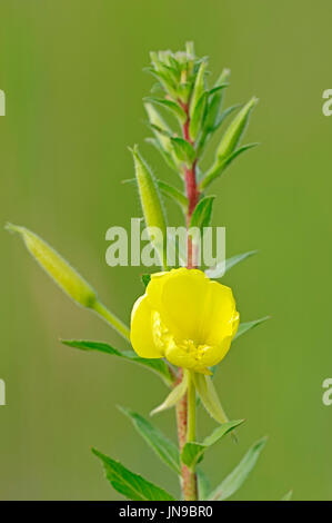 Gemeinsamen Nachtkerze, North Rhine-Westphalia, Deutschland / (Oenothera Biennis) | Gemeine Nachtkerze, Nordrhein-Westfalen, Deutschland Stockfoto