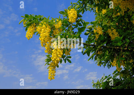 Gemeinsamen Goldregen, North Rhine-Westphalia, Deutschland / (Laburnum Anagyroides) Stockfoto