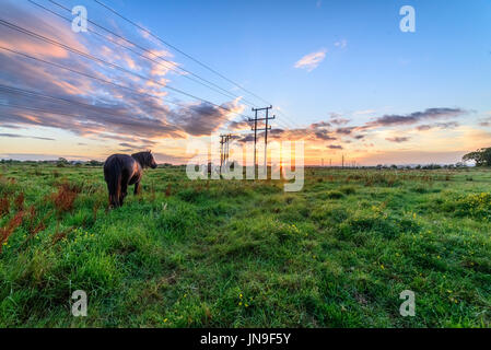 Das letzte Restlicht des Tages erstrahlt über dem Horizont, während Pferde aussehen auf. Der Sonnenuntergang leuchtet nach einem Tag voller Regen. Stockfoto