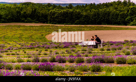 Kaffee Pause in einem Lavendelfeld in der Nähe von Montreal in Quebec Stockfoto