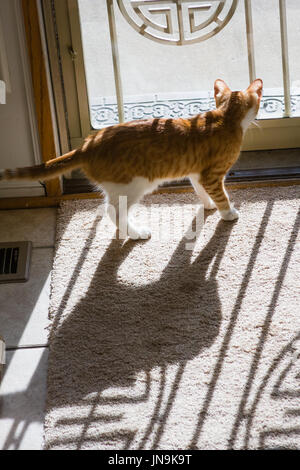 Katze schaut der Tür Stockfoto