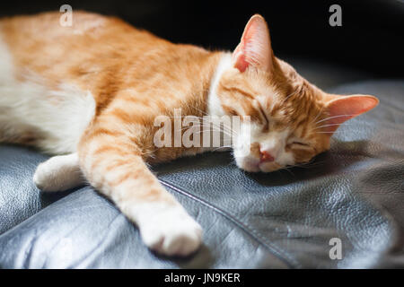 Katze schläft auf Lederstuhl Stockfoto