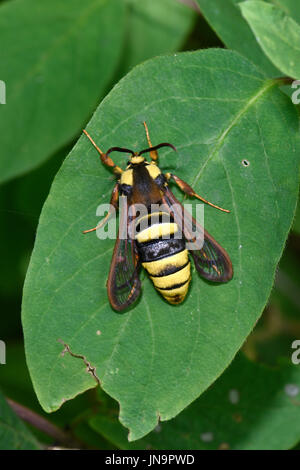 Hornet Clearwing Moth (Sesia Apiformis) weiblich in Ruhe am Blatt, Estland, Juli Stockfoto