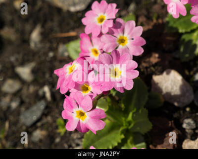 Primula Warschenewskiana wachsen in arktischen alpinen botanischen Garten Tromso Norwegen Stockfoto