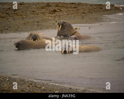 Gruppe von Walross in Untiefen des Fjord große flippered Meeressäuger Odobenus Rosmarus Poolepynten Ahlstandshalvøya Spitzbergen Norwegen archipelagro Stockfoto