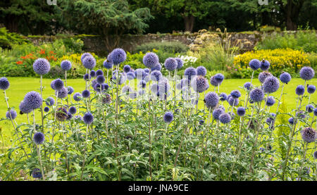 Hohe blühende Kugeldisteln, Echinops sphaerocephalus, mit Bienen, Dirleton Castle Art and Craft Blumengarten, East Lothian, Schottland, UK Stockfoto