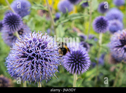 Nahaufnahme von Waldkuckuckbiene auf lila Blüten von großen Kugeldisteln, Echinops sphaerocephalus, Schottland, Großbritannien Stockfoto