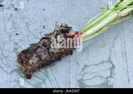 Stamm gebunden Spinat Pflanze begann in dünnen Papprolle und nicht in der Lage zu entkommen, wie nicht zerfallenden schnell genug Rohr Stockfoto