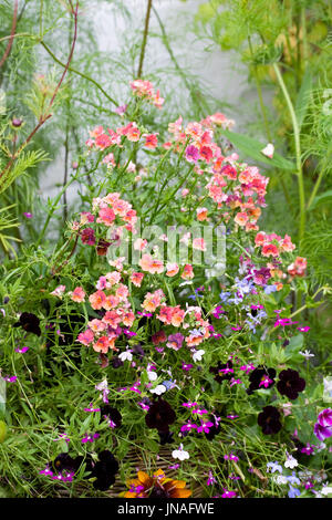 Bunte Sommerblumen. Stockfoto