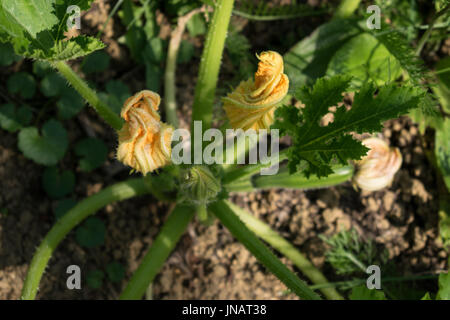 Mehrere wachsende Zucchini mit Blumen Stockfoto