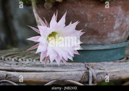 Echinopsis Blume Stockfoto