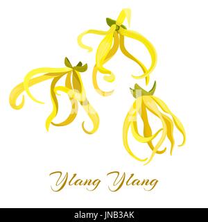 Ylang Ylang tropische Blume Cananga Odorata. Vektor-Illustration. Design für Parfüm, Naturkosmetik, Aromatherapie, health care Produkte. Für prin Stock Vektor