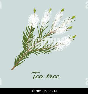 Tee-Baum Blühender Zweig. Zweig der Melaleuca Alternifolia. Vektor-Illustration für Label, Plakat, Wellness, Design, Kosmetik, Gesundheitswesen Naturprodukt Stock Vektor