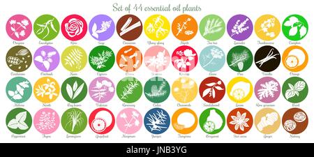 Große Reihe von 44 flache ätherisches Öl Etiketten. Weiße Silhouetten Stock Vektor