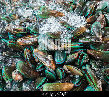 Frische Muscheln mit dem Eis auf dem Metall Tablett auf dem thailändischen Markt. Stockfoto