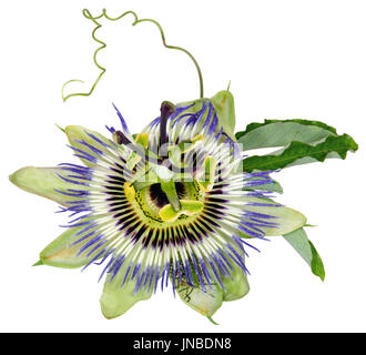 Passiflora Caerulea, gemeinsame Passion Flower ist eine Rebe, die ursprünglich aus Südamerika, bekannt als die Mburucuya Stockfoto