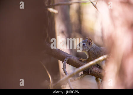 Amerikanische rote Eichhörnchen im Baum, Tamiasciurus Hudsonicus, Homer, Alaska, USA Stockfoto