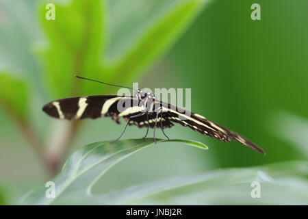Zebra Longwing Schmetterling Kopf auf Stockfoto