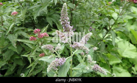 Blume von Minze (Mentha Longifolia), Blume - mentha Stockfoto