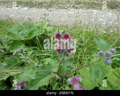 Blüte der großen Klette (Arctium Lappa) Stockfoto