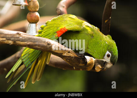 Eine schöne grüne Ara ruht auf einem Ast nach unten. Stockfoto