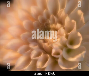 Dahlie-Träume Stockfoto