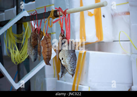 Filets von getrockneten Fisch hängen an Jing Shen Seafood Market am Abend. Dieser riesige Markt bietet die frischesten Vielfalt der Meeresfrüchte Stockfoto