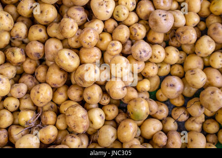 Kartoffeln Stockfoto