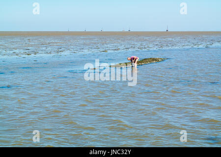 Senior woman sammeln Muscheln aus natürlichen Muschel Bett im seichten Wasser bei Ebbe, Wattenmeer, Niederlande Stockfoto