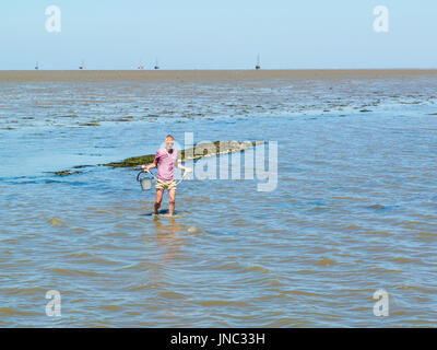 Senior woman waten im seichten Wasser bei Ebbe mit Eimer mit gesammelten Muscheln aus dem natürlichen Muschel Bett hinter ihm, Wattenmeer, Niederlande Stockfoto