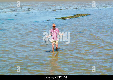 Senior woman waten im seichten Wasser bei Ebbe mit Eimer mit gesammelten Muscheln aus dem natürlichen Muschel Bett hinter ihm, Wattenmeer, Niederlande Stockfoto