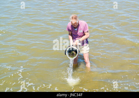 Senior woman spülen gesammelten Muscheln im Eimer stehen im flachen Wasser bei Ebbe, Wattenmeer, Niederlande Stockfoto