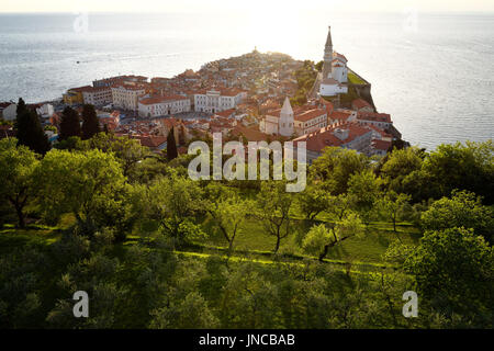 Untergehende Sonne am Hang Bäume unter Stadt Wand Piran Slowenien an der Adria mit Tartini Sqaure, St. Francis Church und St George Kathedrale Stockfoto