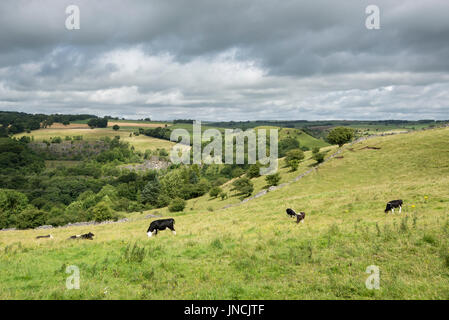 Grasende Kühe auf Felder in der weißen Spitze in der Nähe von Buxton, Derbyshire, England. Stockfoto