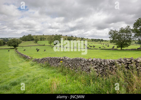 Milchvieh in üppigen grünen Feldern in der Landschaft des Peak District, Derbyshire, England. Stockfoto