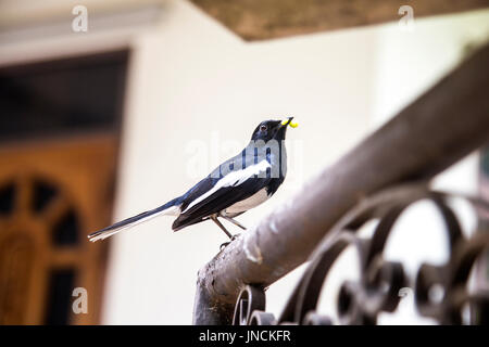 Oriental Magpie Robin (Copsychus Saularis) Vogel einen Wurm in seinem Schnabel hält Stockfoto