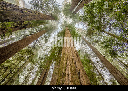 Redwood-Bäume in Simpson-Reed Grove, Jedediah Smith State Park, Kalifornien. Stockfoto