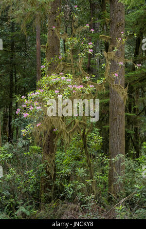 Rhododendren blühen entlang Howland Hill Road, Redwoods State und National Parks, Kalifornien. Stockfoto