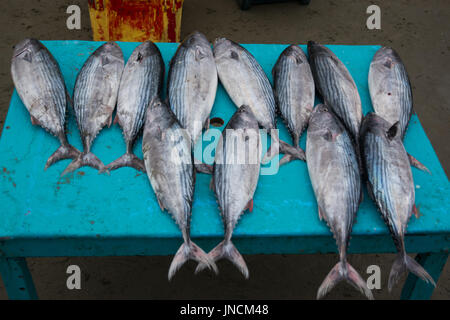 Fischmarkt in Puerto Lopez, Ecuador Stockfoto
